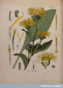 V0044080 Elecampane plant (Inula helenium): flowering stem, leaf and